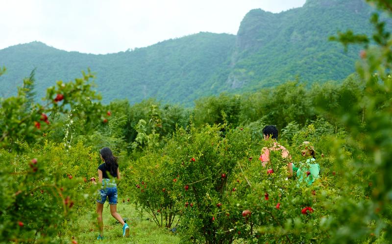 Harvest Fresh Farm Stay